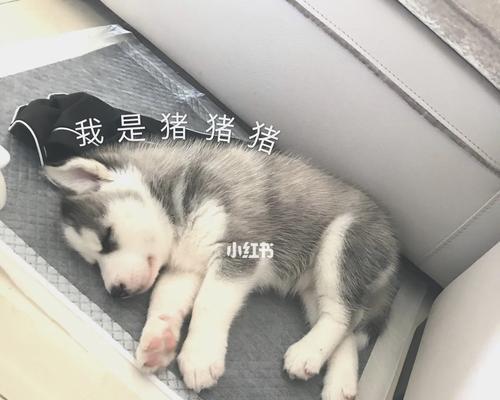 哈士奇便便软的原因和解决办法（哈士奇便便软的危害及调理方法）