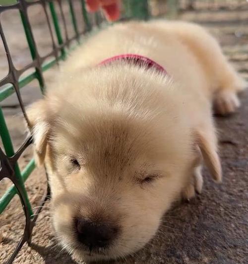 狗狗的哼哼唧唧（狗狗表达不满情绪的声音与行为）