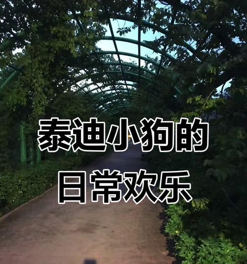 如何合理安排每天陪狗玩的时间（狗狗的陪伴，快乐的日常）
