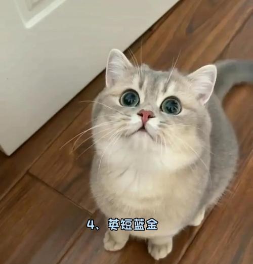 ExploringtheVariousClassificationsofColorsinBritishShorthairs