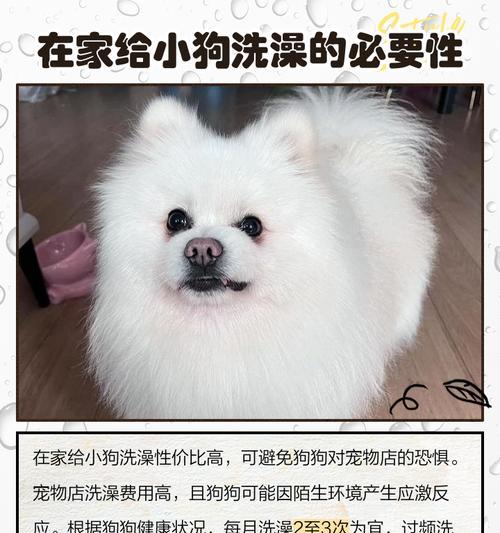 小狗崽需要多久洗澡一次？（探究小狗崽洗澡频率的最佳时间和方法）