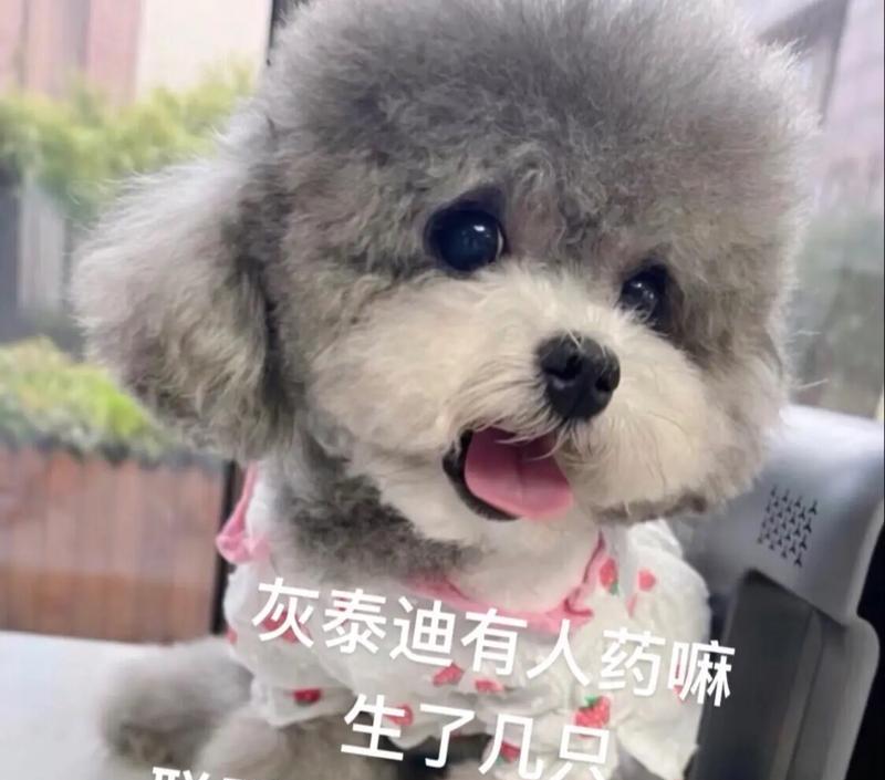 泰迪宝宝的断奶时间是多久？（了解泰迪断奶时间的关键因素以及正确的断奶方法）