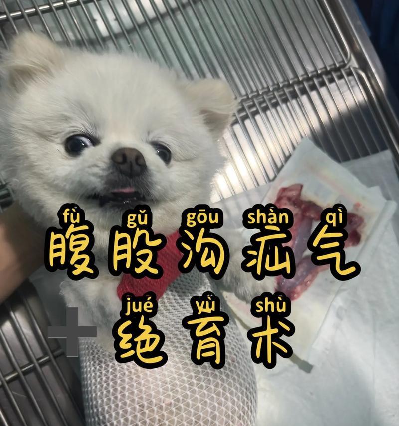 狗狗腹股沟疝术后的康复时间及注意事项（了解狗狗腹股沟疝术后的康复过程，掌握正确的护理方法）