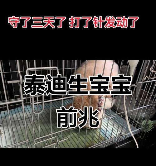 泰迪犬的繁殖周期及影响因素（了解泰迪犬的繁殖周期，做好繁殖规划）