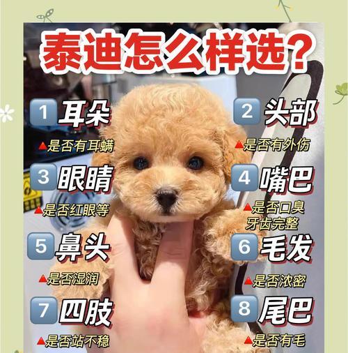 泰迪狗眼睛睁开需要多长时间？（揭秘泰迪狗独特的眼睛睁开过程及注意事项）