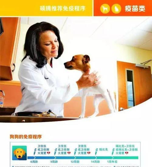 狗狗接种疫苗后多久可以外出散步？（健康宠物生活的重要一步）
