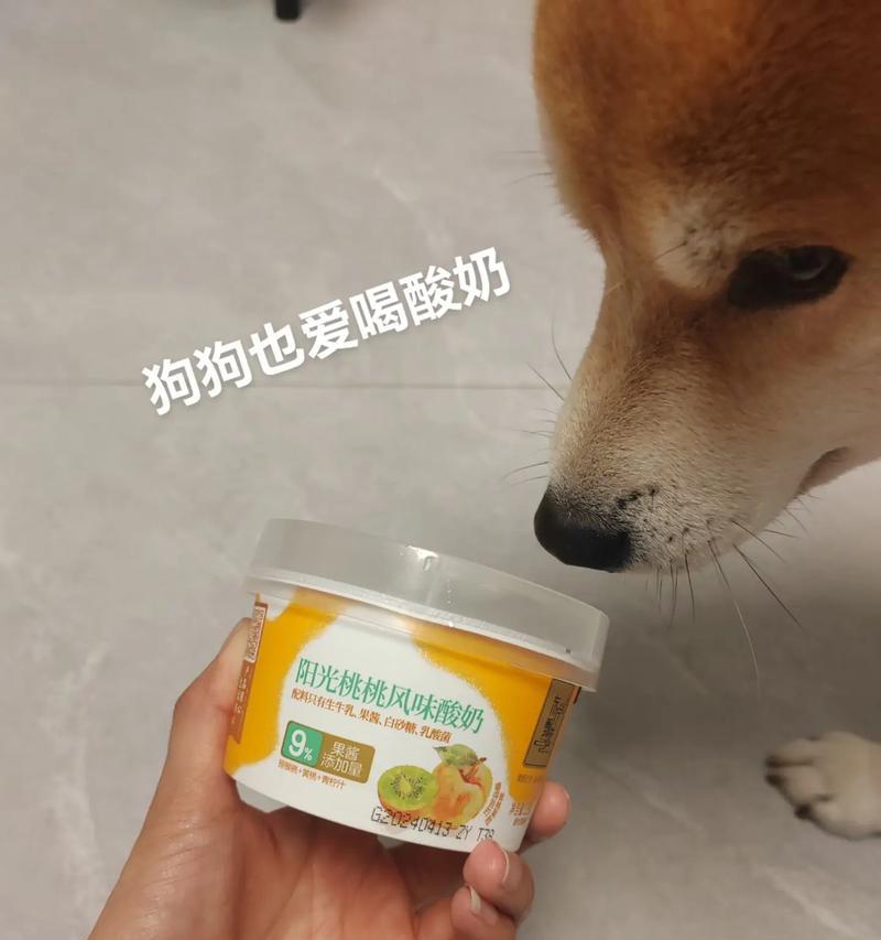 酸奶（给你的狗喝酸奶吧，让它健康活力）