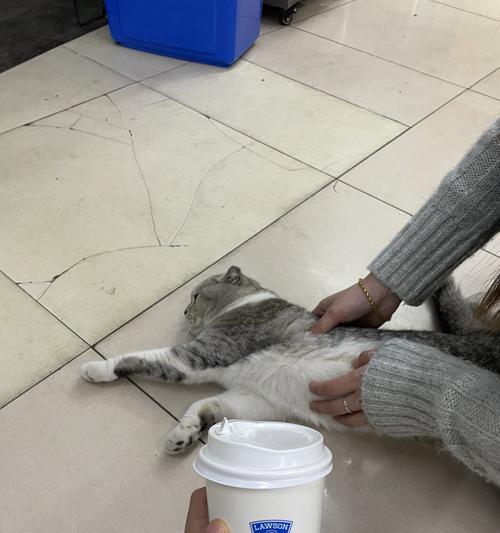 小猫多久不躲着？（探究小猫不躲着的原因与时间。）