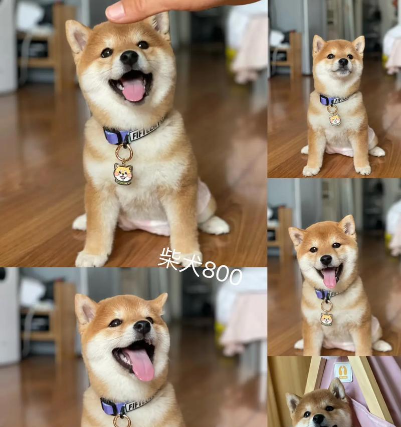 训练柴犬的5个实用技巧（打造一只听话懂事的柴犬宝宝）