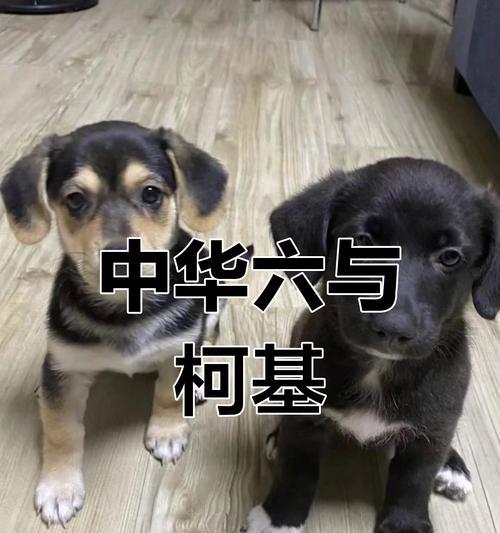 我家的串串狗——优点不输纯种狗（串串狗的可爱特点和优势）