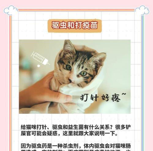 猫咪健康的关键（猫咪饮食中益生菌的摄入频率及重要性探究）