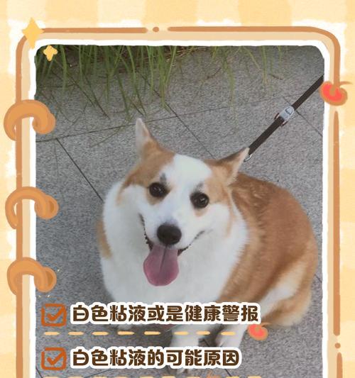 狗狗不吃饭呕吐泡沫状粘液，原因及处理方法