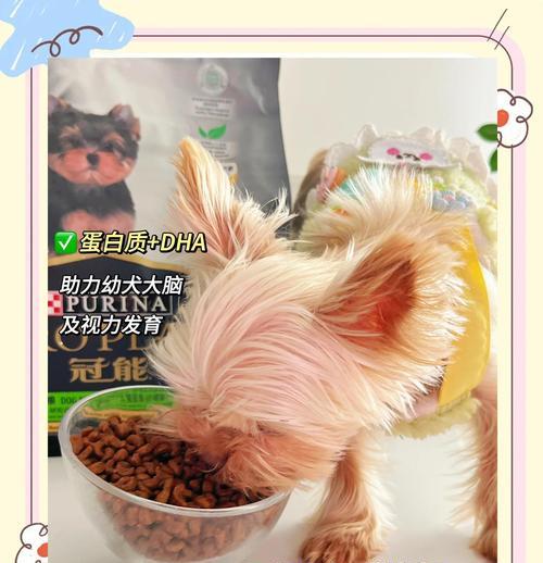 金毛幼犬的水果饮食（了解金毛幼犬对水果的需求，让它们健康成长）