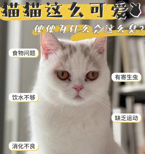 探究猫的粪便臭味之谜（揭秘猫粪便臭味的成因和原因）