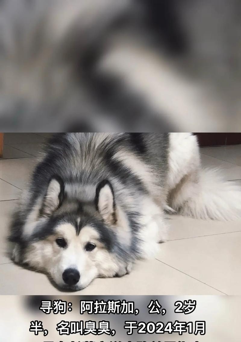 探秘阿拉斯加犬的毛发生长周期（揭秘阿拉斯加犬多久长好毛，了解毛发生长周期与日常护理的关键）