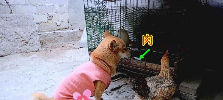 狗吃完鸡架子后多久可以进行运动？（科学指导下，关注宠物健康的时间管理）