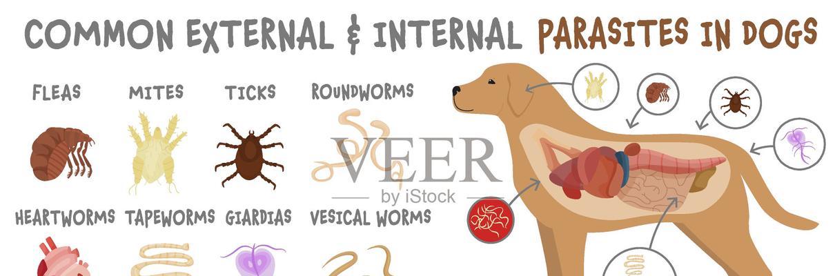 揭秘犬类肠道寄生虫（了解犬类肠道寄生虫的危害，保护你的毛孩免受侵害）