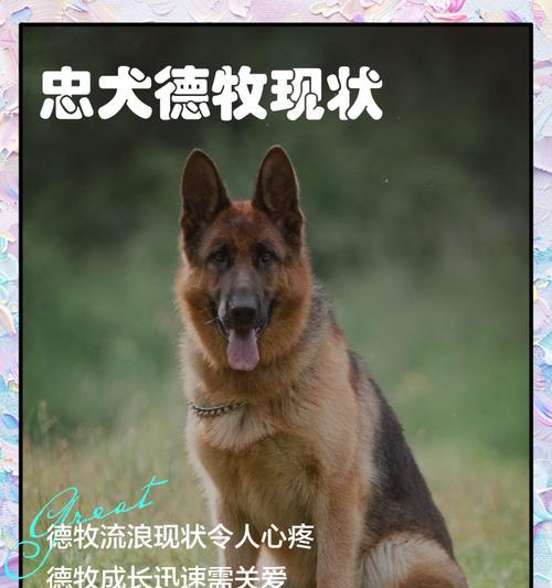 德牧战斧德国牧羊犬的魅力（忠诚、聪明、多才多艺，这是德牧战斧德国牧羊犬的“魔力”）