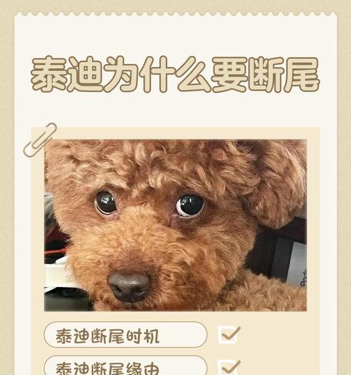 泰迪犬断尾的最佳时机（优质泰迪犬的尾巴断尾时间选择）