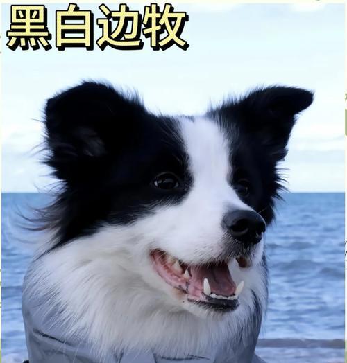 如何让边牧的耳朵立起来（一招让你的边牧耳朵立马变立）