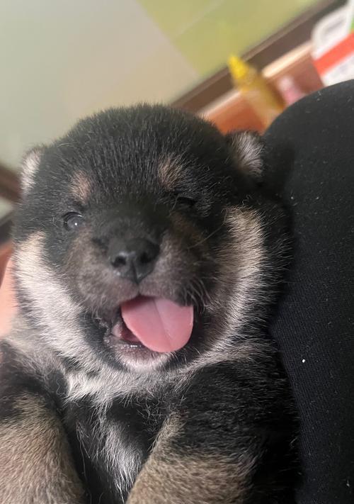 柴犬立耳时间及原因解析（为什么柴犬的耳朵会晚长直？立耳过程需注意的事项）