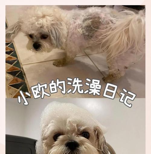 小狗生下来多久可以洗澡？（了解小狗洗澡的最佳时机和注意事项）