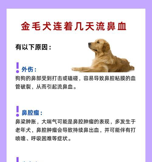 金毛过敏多久能好？（了解过敏反应和治疗时间）