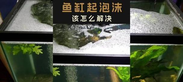 鱼缸产生泡沫的原因解析（深入了解鱼缸泡沫的成因及对鱼类健康的影响）