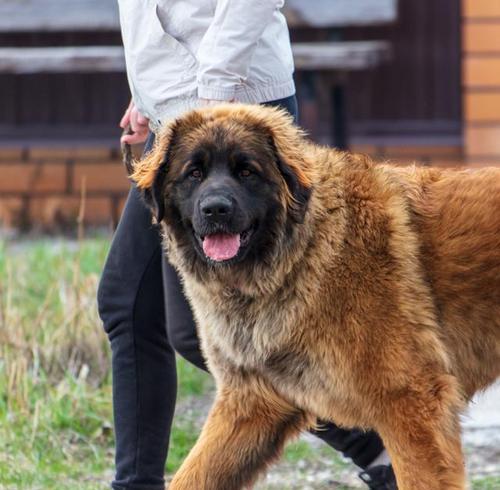 大型犬狗的品种和特点（探索大型犬狗的多样性和魅力）