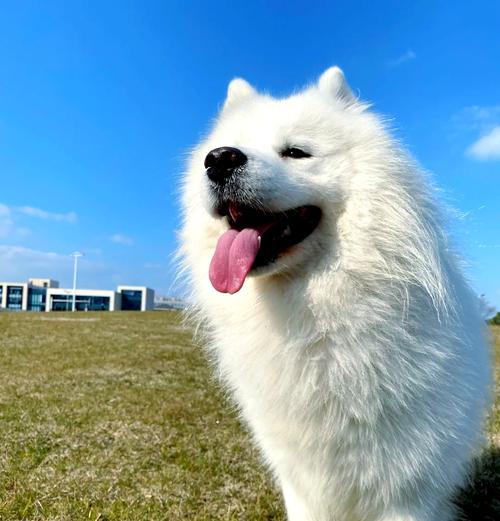 探寻以萨摩成年多久的奥秘（以萨摩成犬到底需要多久才能成年？）
