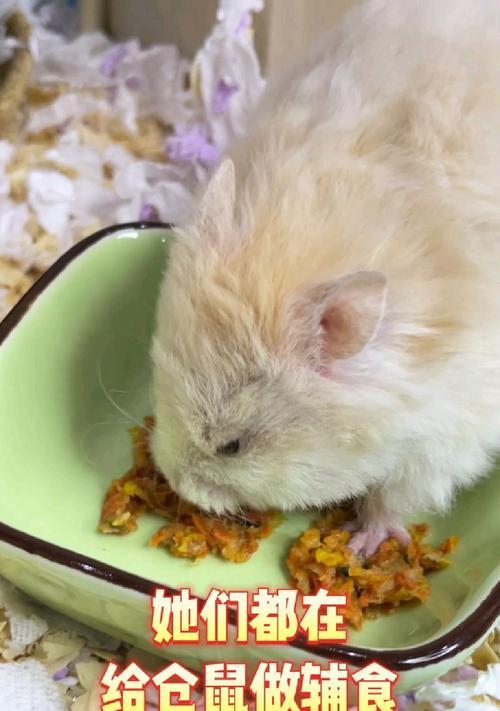 震惊！仓鼠居然那么能喝酒？（揭秘仓鼠的酒量之谜，惊呆你的眼睛！）