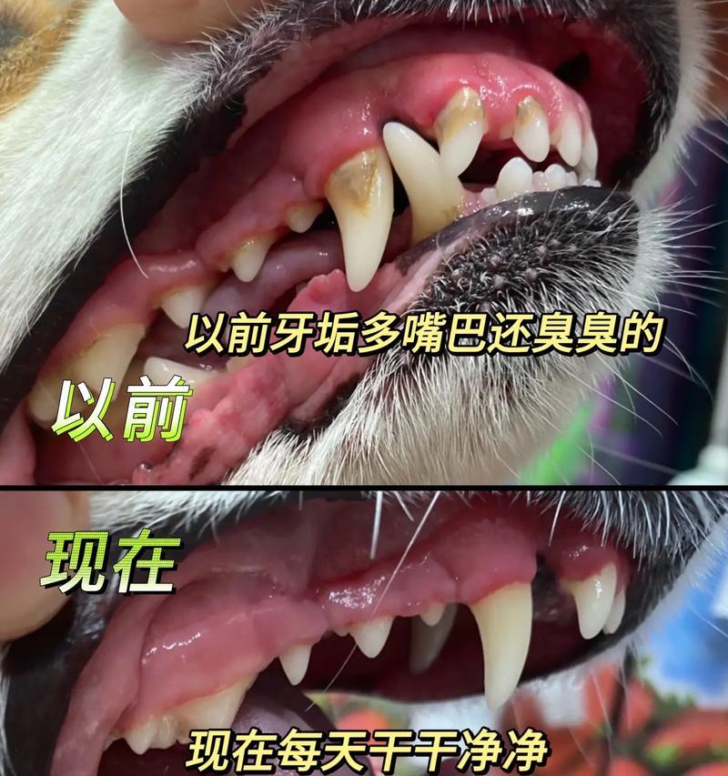 小狗牙掉了多久长？（探究小狗乳牙脱落与恒牙生长的时期和过程）