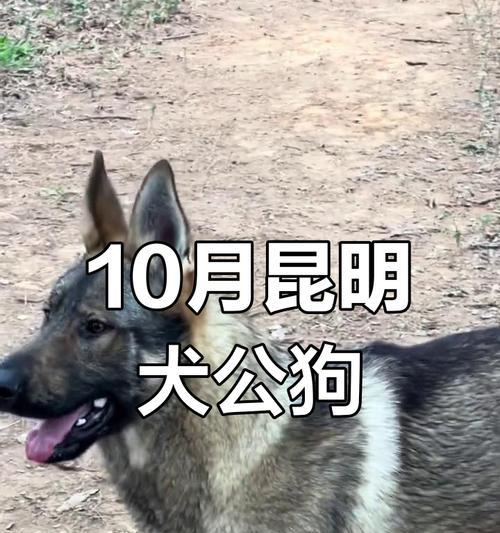昆明卖狗市场（了解昆明卖狗市场的规模、种类和问题）