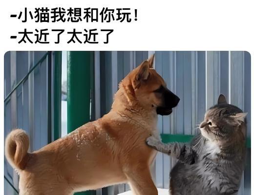 狗和猫会传染哪些疾病？（了解宠物健康，保护自己和家人）