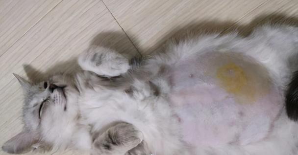 猫传腹的症状与治疗方法（了解猫传腹的症状及有效的治疗方法，保护您的爱猫健康）