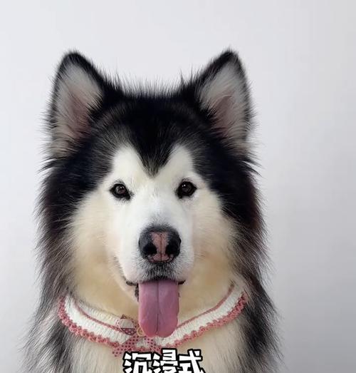 小狗狗的饮食习惯（揭秘小狗狗进食时间与喜好）