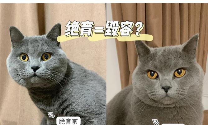 绝育后多久会排便？（了解宠物绝育手术后的排便情况及注意事项）