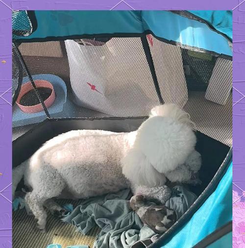 狗生产后多久止恶露（了解狗狗分娩后的身体恢复过程及持续时间）