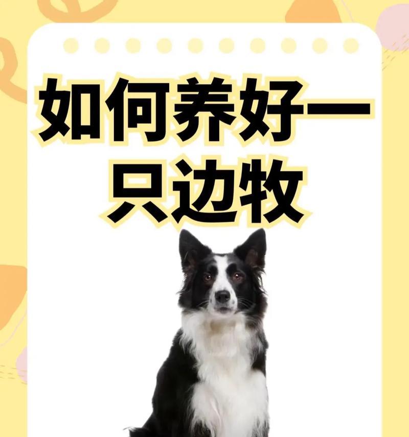如何让边牧犬健康增重（解决边牧太瘦的问题，提供适合增重的饮食和方法）