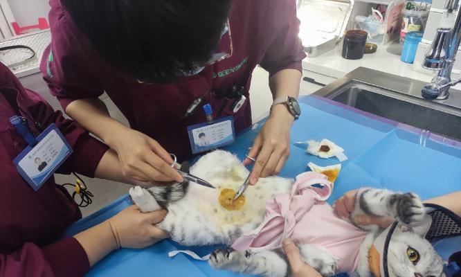 公泰迪狗绝育术后拆线时间及注意事项（公泰迪狗绝育术后拆线时间、拆线方式、拆线后的护理及注意事项）