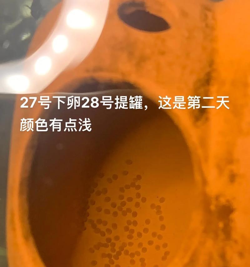 鹦鹉鱼产卵及孵化的最佳方式（探索鹦鹉鱼繁殖的奥秘，帮助饲养者成功孵化）