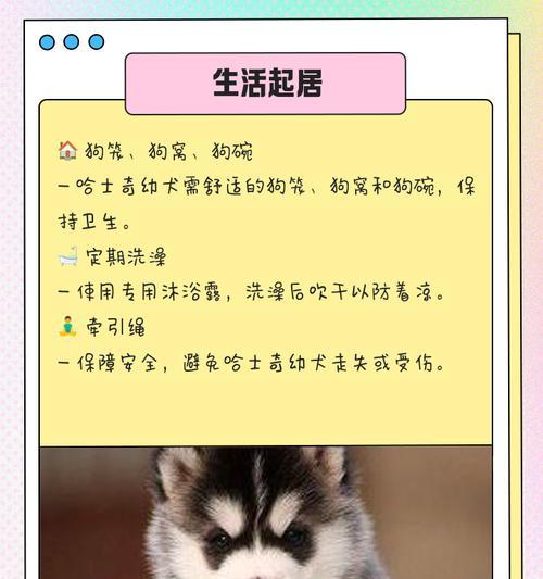 哈士奇价格揭秘（探索哈士奇价格波动的原因，了解如何选择合适的哈士奇宠物）