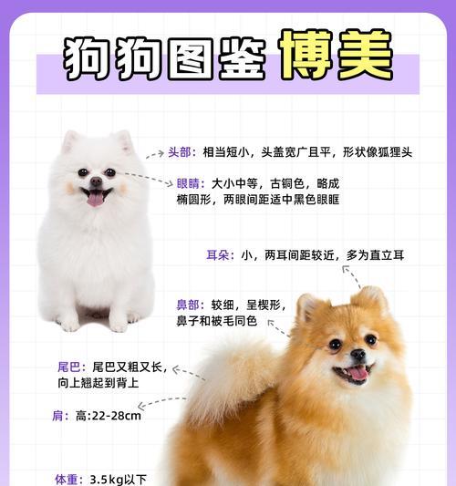 博美犬的适宜食物与喂养注意事项（健康饮食关键，关爱博美的胃肠）