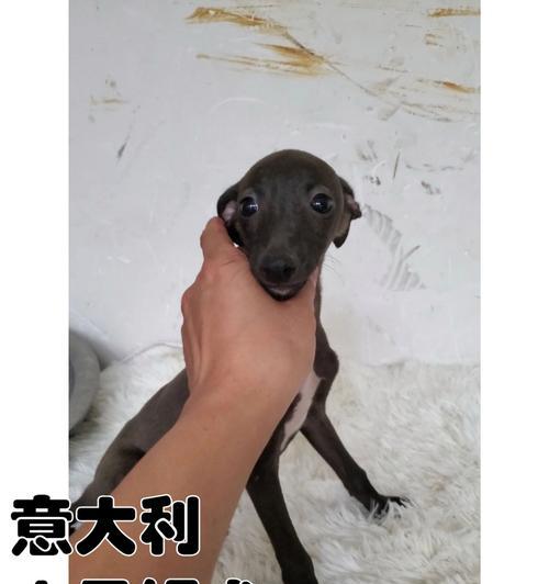 灵缇犬的训练经验分享（助你成为一位出色的灵缇犬主人）