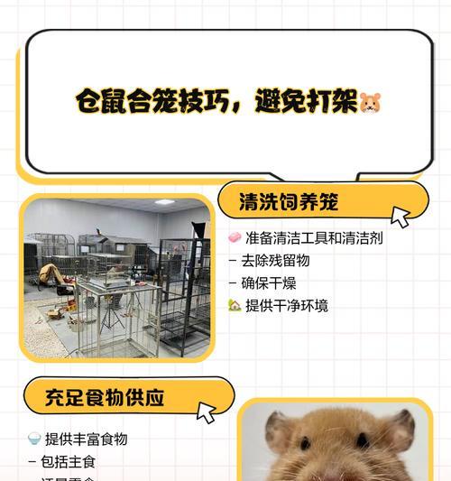 仓鼠笼子的消毒频率与方法（保护宠物健康，让仓鼠安居乐业）
