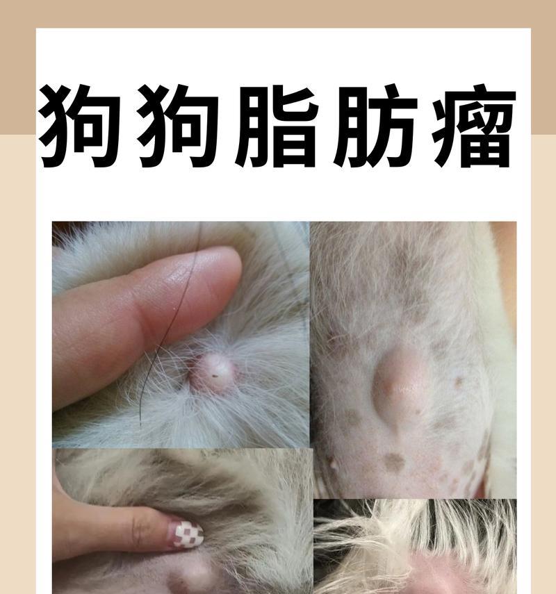 狗狗为什么不长个子？抓住这5个“生长线”是关键（解析狗狗生长问题，让它健康成长）