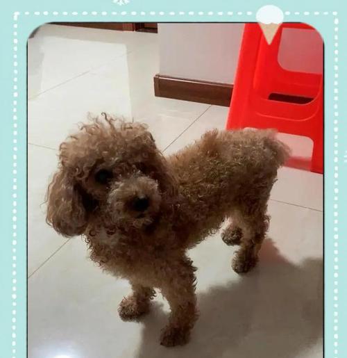 泰迪犬的饮食需求（胡萝卜在泰迪犬饮食中的重要性与适量原则）