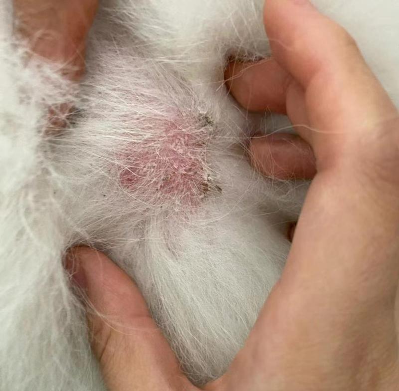 狗狗常见皮肤病及预防措施（探秘狗狗皮肤病，帮助你更好地保护它们的健康）