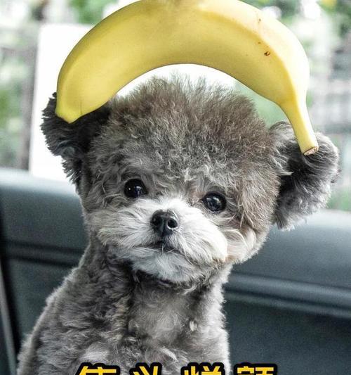 如何有效地惩罚泰迪犬不听话的行为？（有效方法让泰迪犬改正不良行为）