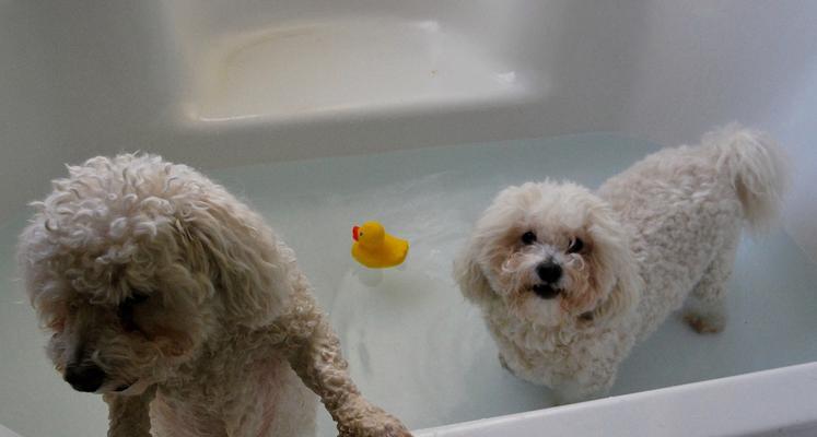 泰迪犬宠物洗澡频率的探讨（宠物洗澡时间间隔与泰迪犬健康的关系）